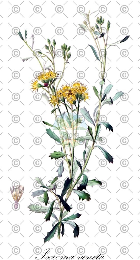 HistAbb_wfo-0001108956_1_ENZY_Simple | Historische Abbildung von Isocoma veneta - Asteraceae | Historical Illustration of Isocoma veneta - Asteraceae