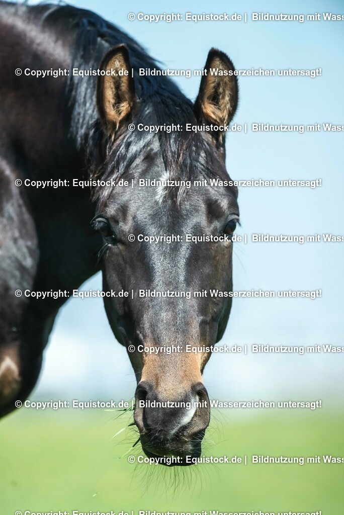 20210426_Pferd-auf-Koppel_0092 | equistock