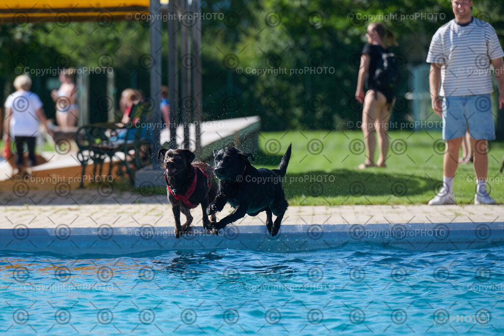 130_202509_4Hundebadetag_NZ9_2534 | proPHOTO - Realisiert mit Pictrs.com