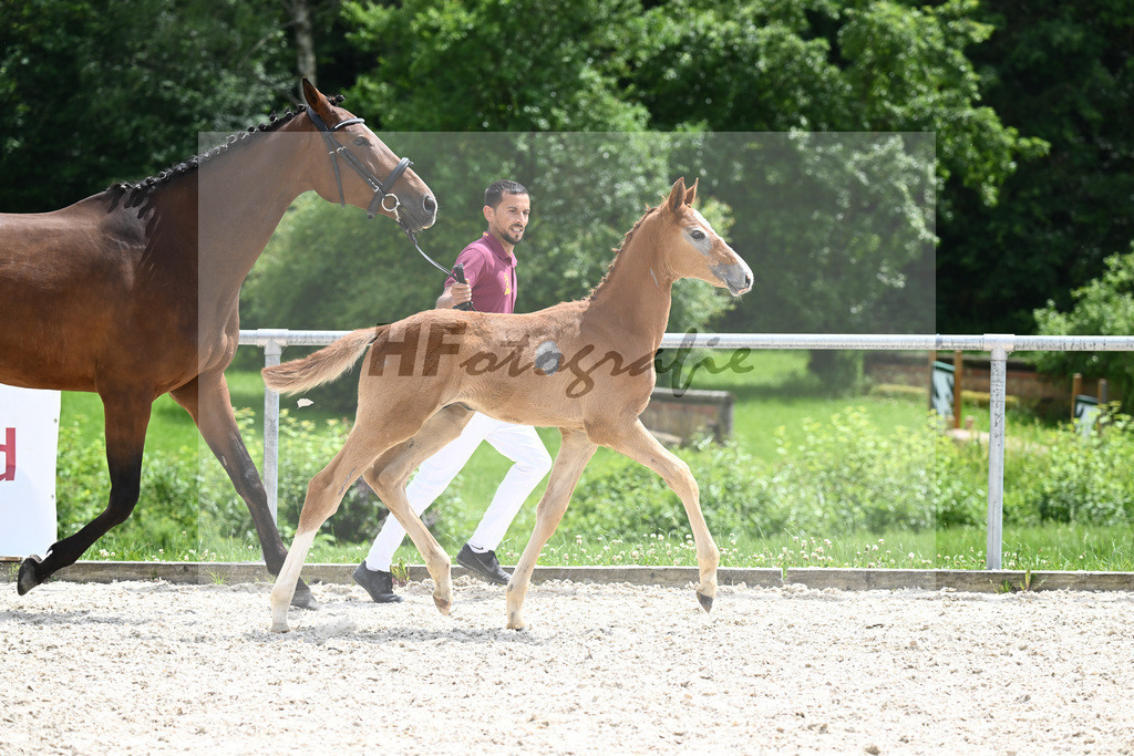 Chacoon Blue x Balous Bellini_HF_Foth_20240526 | hf-fotografie - Realisiert mit Pictrs.com