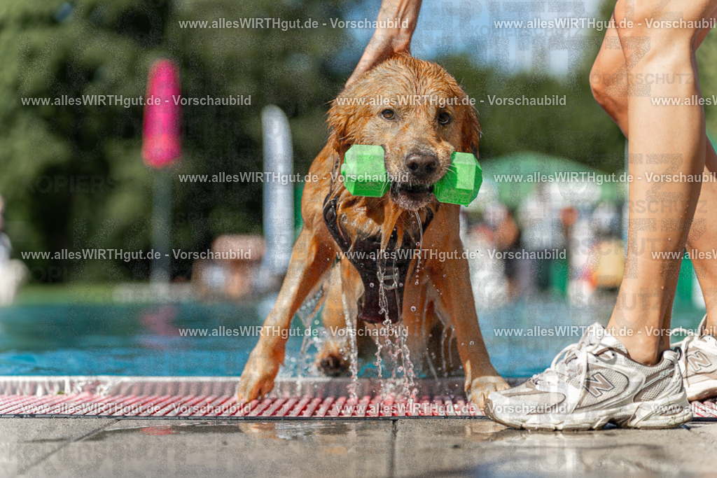 Hundeschwimmen_Volksbad_2026-allesWIRTHgut_Tierfotografie-2609061208-111851-7R500235 | Professionelle Tierfotografie in Mönchengladbach von Daniel Wirth (allesWIRTHgut). Liebevolle & natürliche Bilder von Hunden & Katzen für unvergessliche Erinnerungen.