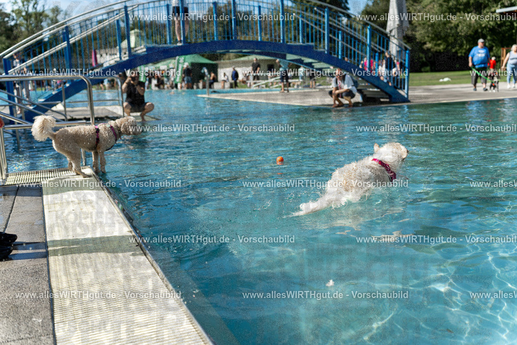 Hundeschwimmen_Volksbad_2026-allesWIRTHgut_Tierfotografie-2609061215-112531-7R509976 | Professionelle Tierfotografie in Mönchengladbach von Daniel Wirth (allesWIRTHgut). Liebevolle & natürliche Bilder von Hunden & Katzen für unvergessliche Erinnerungen.