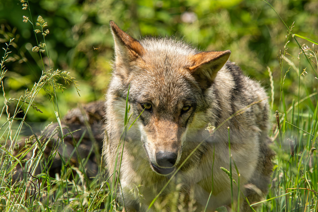 Tierpark Arth-Goldau-9185-Verbessert-RR-Bearbeitet | Holzisphotography, Landschaftsfotografie, Wildlifefotogorafie - Realisiert mit Pictrs.com