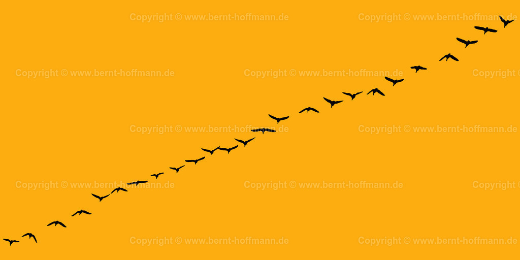 Pgrfk_Vogelzug_0881_fead11_200x100 | bernt-hoffmann.de - Realisiert mit Pictrs.com