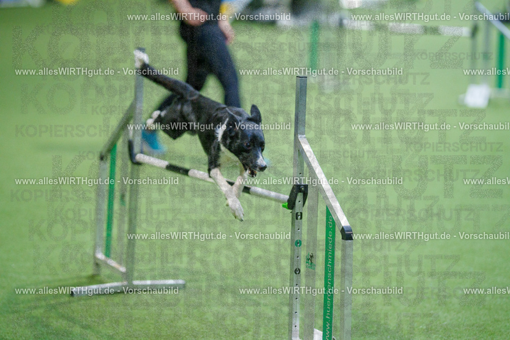 @allesWIRTHgut_Tierfotografie - www.allesWIRTHgut.de - 2604250831-7R506931 | Professionelle Tierfotografie in Mönchengladbach von Daniel Wirth (allesWIRTHgut). Liebevolle & natürliche Bilder von Hunden & Katzen für unvergessliche Erinnerungen.