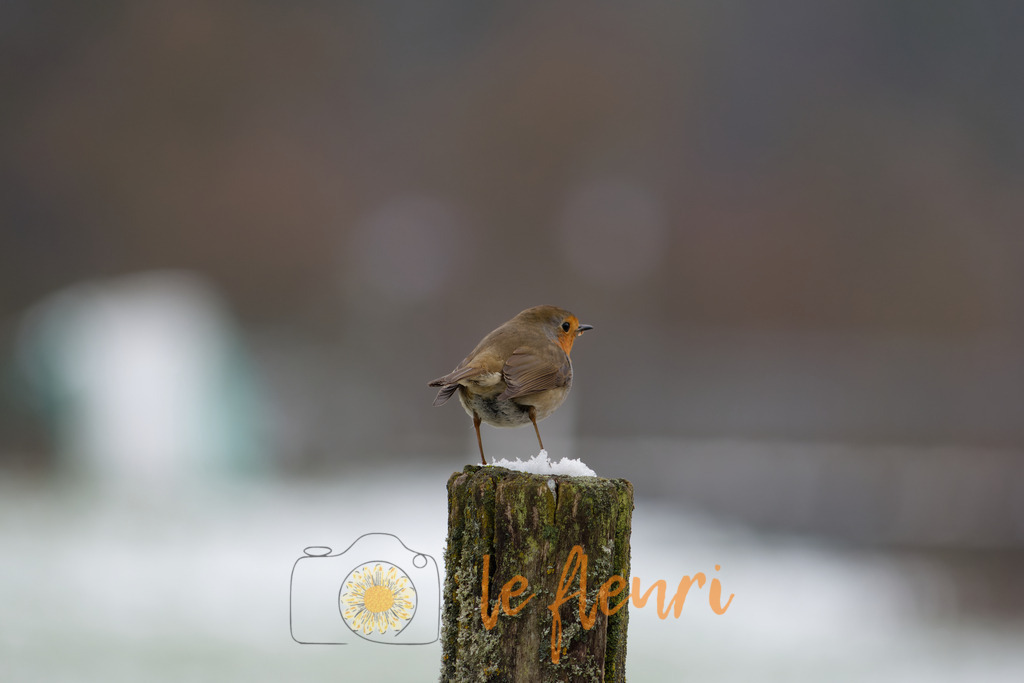 DSC_0729-NEF_DxO_DeepPRIME | Dies ist der Shop von Florian Blum - le fleuri. Langenthal, Bern, Schweiz. Sie können hier meine oder ihre eigenen Fotos als Fotoprodukte kaufen. Tassen, Schlüsselanhänger, Taschen etc. können Sie hier gestalten.  - Realisiert mit Pictrs.com