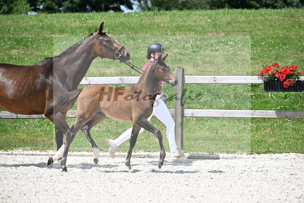Kat-Nr. 13 Conthargos x Emerald v h Ruytershof_SF_Scheuerer_15250380 | hf-fotografie - Realizzato con Pictrs.com