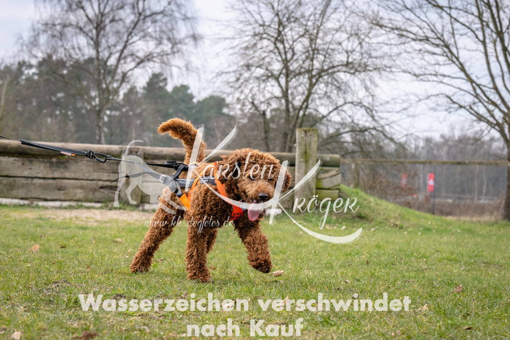 _ZZ92407 | kk-dogfotos