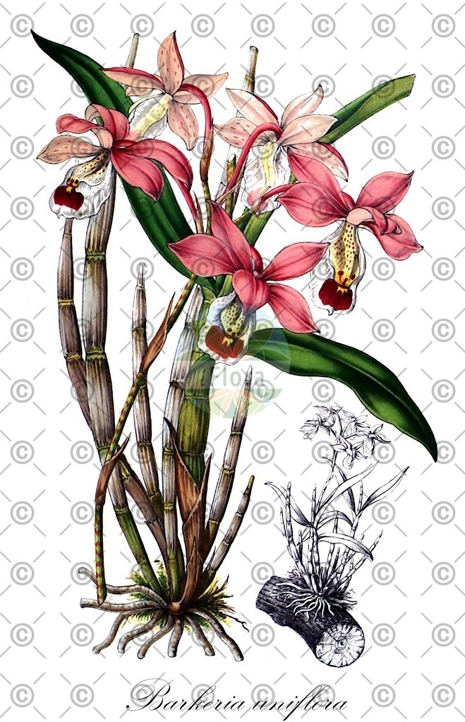 HistAbb_wfo-0000188297_1_ENZY_Simple | Historische Abbildung von Barkeria uniflora - Orchidaceae | Historical Illustration of Barkeria uniflora - Orchidaceae