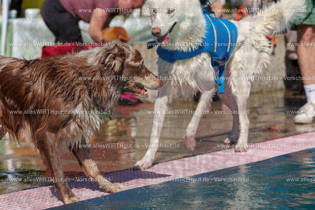 allesWIRTHgut Tierfotografie - allesWIRTHgut.de - FAY00570 | Professionelle Tierfotografie in Mönchengladbach von Daniel Wirth (allesWIRTHgut). Liebevolle & natürliche Bilder von Hunden & Katzen für unvergessliche Erinnerungen.