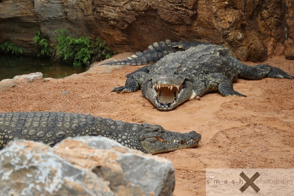 Crocodiles | smash-photography.com