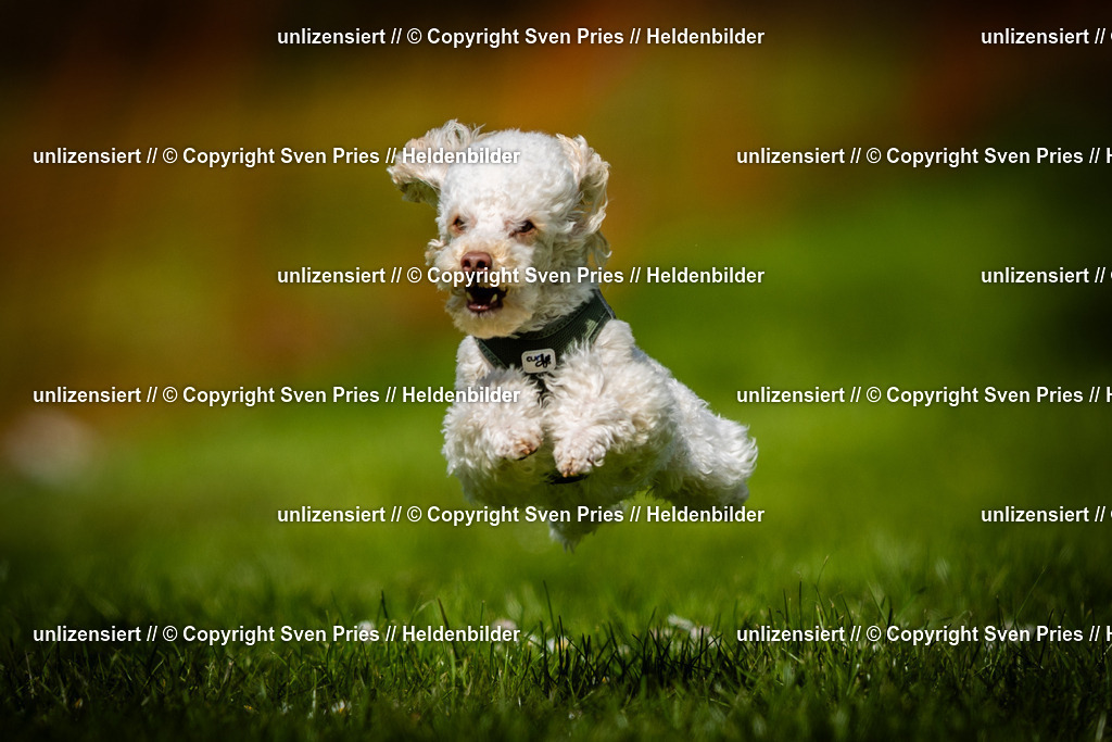 Sven Pries | 2025-04-13 - Hunderennen Baden-Baden - Realisiert mit Pictrs.com