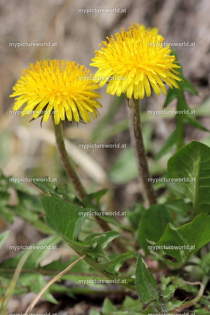 Gewöhnlicher Löwenzahn-003 | Das Bilderarchiv über Tiere, Planzen und Landschaften. In der Bilddatenbank finden Sie ein große Auswahl an hochwertigen Bilder für Ihre Werbung - Realized with Pictrs.com