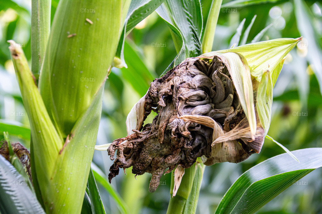 Maisfeld_20190820-163634-k | Fatzi Bilder-Archiv! 
Die Bilder sind für private Nutzung lizenzfrei. Die kommerzielle Nutzung ist möglich und erwünscht, jedoch bitte ich um vorherige Kontaktaufnahme per E-Mail (info@fatzi.at) oder unter +43 650 7828269 - Realisiert mit Pictrs.com