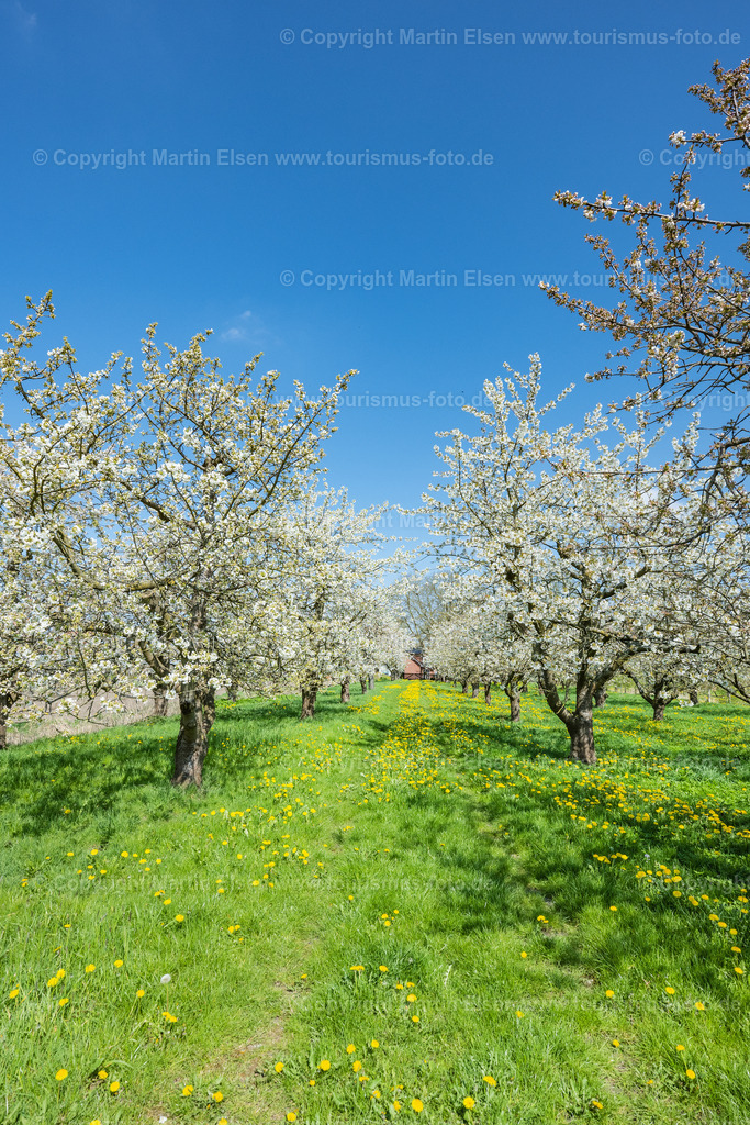 Altes Land Kirschblüte_ELS_0078230423 | Fotos aus den Touristenorten aus Norddeutschland. - Realisiert mit Pictrs.com