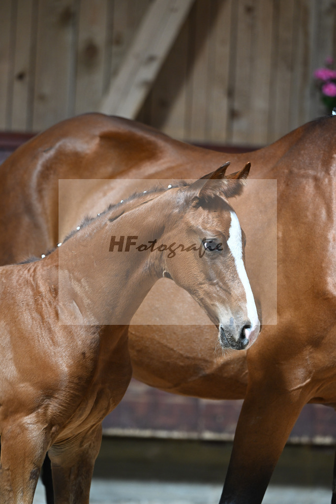 Kat-Nr. 27 HF Von Und Zu x Amazing Spirit_Sepp_32240326 | hf-fotografie - Realizzato con Pictrs.com