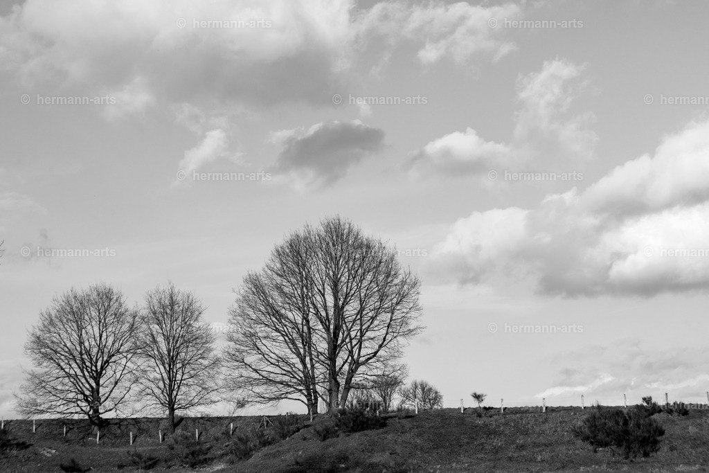 Trees_fine_Art_0021 | Photo Foto Kunst Art schwarzweiss Bilder Rheine Münster Berlin Blumen 
