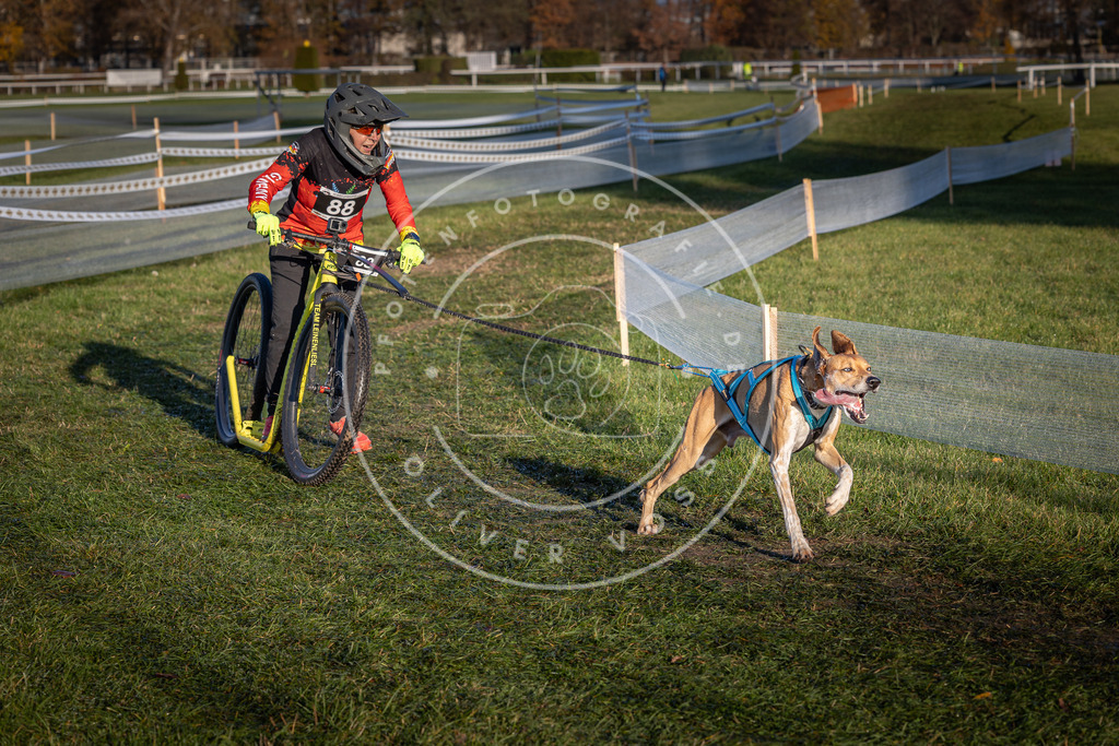 CaniXpix_0L8A3857 | Hundefotografie, Tierfotograf, Pfotenfotografie, Fotoshooting Hund, Hunde Portrait, Hundesport, Hundeportraits, Heideshooting, Hunde, Sportfotograf, Hundefotograf, Turnierhundsport, THS,  - Realisiert mit Pictrs.com
