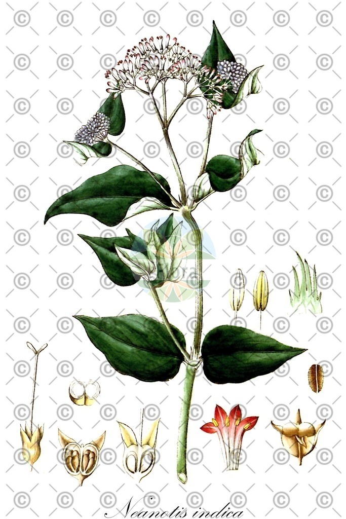 HistAbb_wfo-0000249794_1_ENZY_Simple | Historische Abbildung von Neanotis indica - Rubiaceae | Historical Illustration of Neanotis indica - Rubiaceae