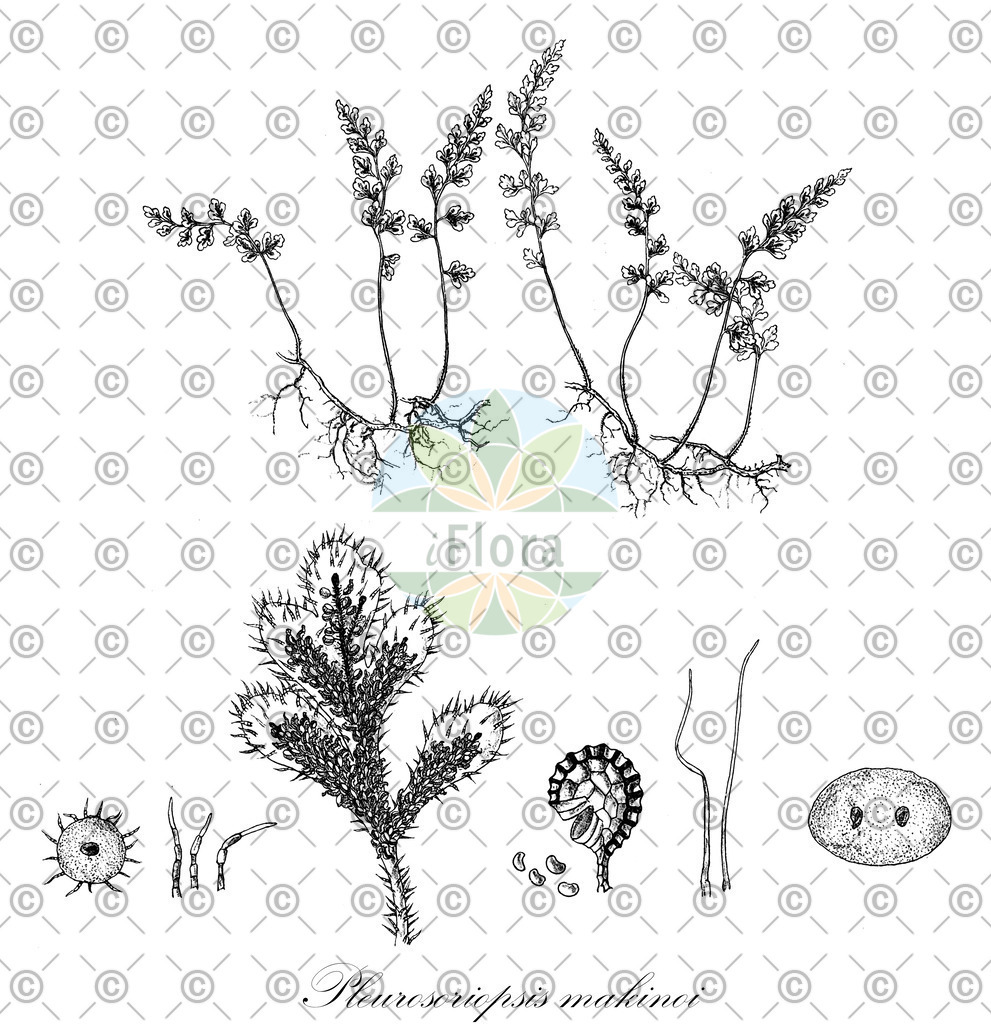 HistAbb_wfo-1000042291_1_ENZY_Simple | Historische Abbildung von Pleurosoriopsis makinoi - Polypodiaceae | Historical Illustration of Pleurosoriopsis makinoi - Polypodiaceae