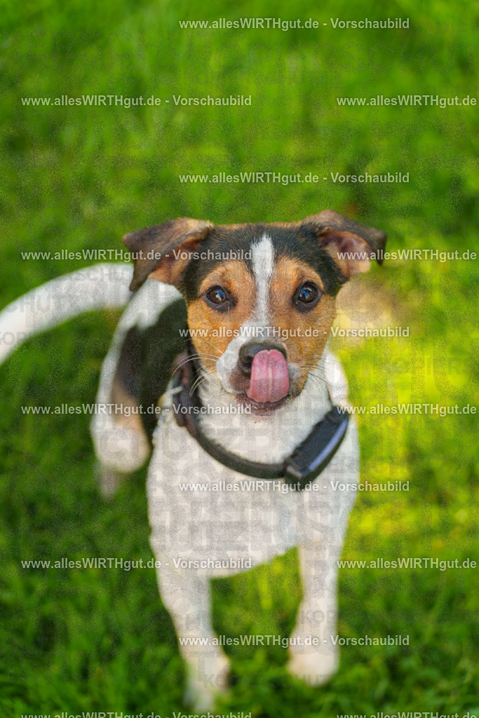 Hundeschwimmen_Grefrath_2026-allesWIRTHgut_Tierfotografie-13_44-7R508514 | Professionelle Tierfotografie in Mönchengladbach von Daniel Wirth (allesWIRTHgut). Liebevolle & natürliche Bilder von Hunden & Katzen für unvergessliche Erinnerungen.
