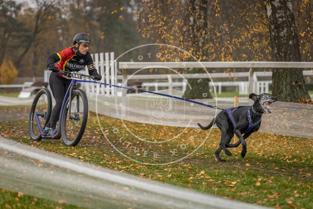 CaniXpix_DV3A7862 | Hundefotografie, Tierfotograf, Pfotenfotografie, Fotoshooting Hund, Hunde Portrait, Hundesport, Hundeportraits, Heideshooting, Hunde, Sportfotograf, Hundefotograf, Turnierhundsport, THS,  - Realisiert mit Pictrs.com
