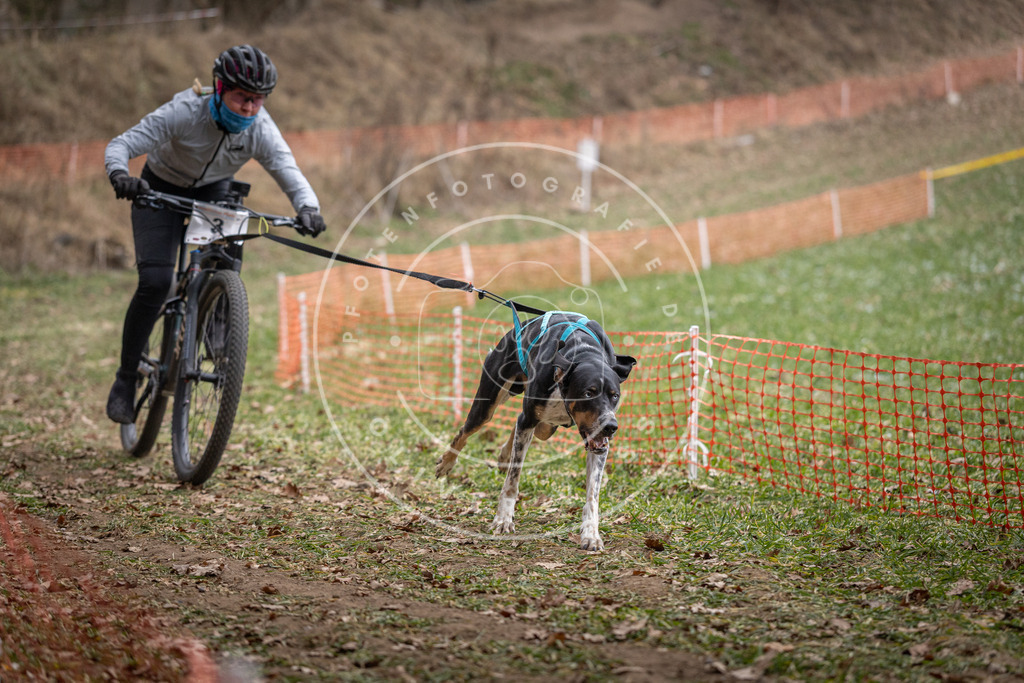 Pfotenfotografie_DV3A6223 | Hundefotografie, Tierfotograf, Pfotenfotografie, Fotoshooting Hund, Hunde Portrait, Hundesport, Hundeportraits, Heideshooting, Hunde, Sportfotograf, Hundefotograf, Turnierhundsport, THS,  - Realisiert mit Pictrs.com
