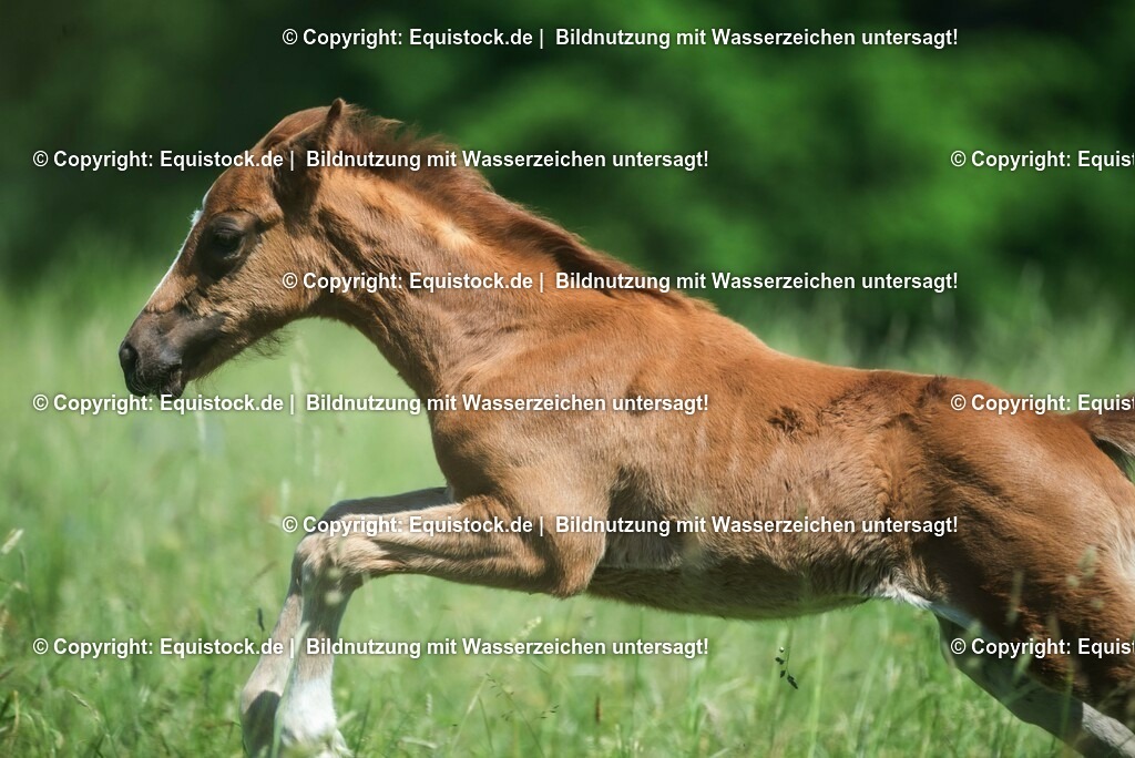 20210617_Fohlen_0146 | Foto: Thomas Hartig