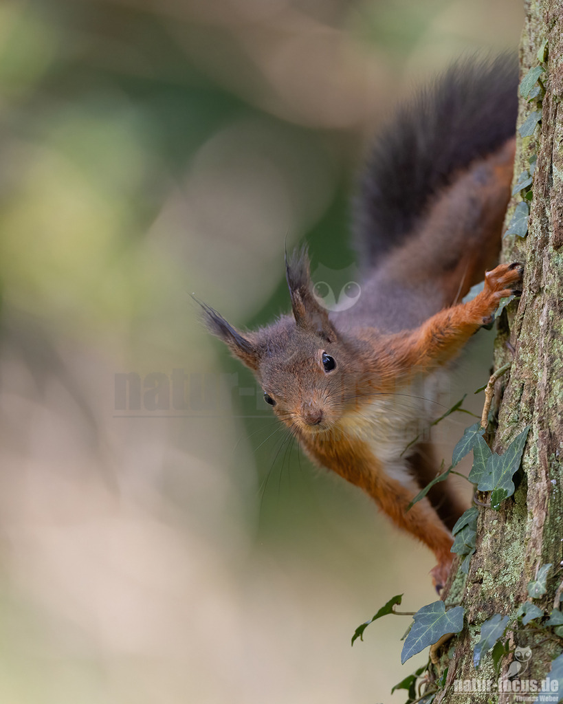 20231112105050-2 | 
Eurasisches Eichhörnchen

Eichhörnchen (Sciurus vulgaris)
Systematik
Unterordnung:	Hörnchenverwandte (Sciuromorpha)
Familie:	Hörnchen (Sciuridae)
Unterfamilie:	Baum- und Gleithörnchen (Sciurinae)
Tribus:	Baumhörnchen (Sciurini)
Gattung:	Eichhörnchen (Sciurus)
Art:	Eurasisches Eichhörnchen
Wissenschaftlicher Name
Sciurus vulgaris
Linnaeus, 1758
Das Eurasische Eichhörnchen (Sciurus vulgaris), häufig nur als Eichhörnchen bekannt, ist ein Nagetier aus der Familie der Hörnchen (Sciuridae). Es ist der einzige natürlich in Mitteleuropa vorkommende Vertreter aus der Gattung der Eichhörnchen und wird zur Unterscheidung von anderen Arten wie dem Kaukasischen Eichhörnchen und dem in Europa eingebürgerten Grauhörnchen auch als Europäisches Eichhörnchen bezeichnet. - Realisiert mit Pictrs.com