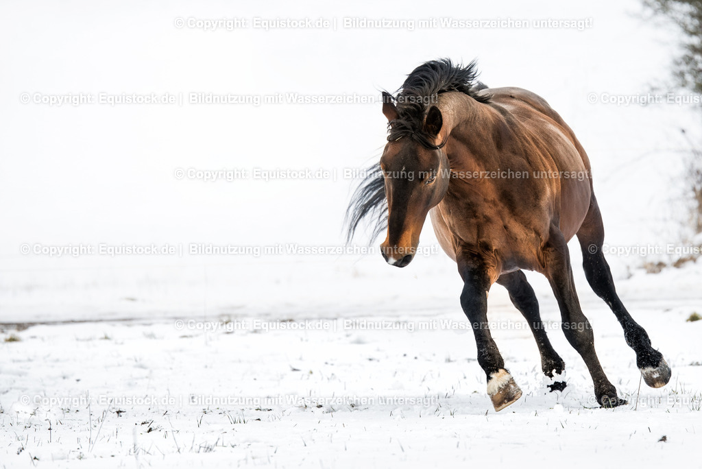 20150209_Knabstrupper_im_Schnee_0010 | equistock