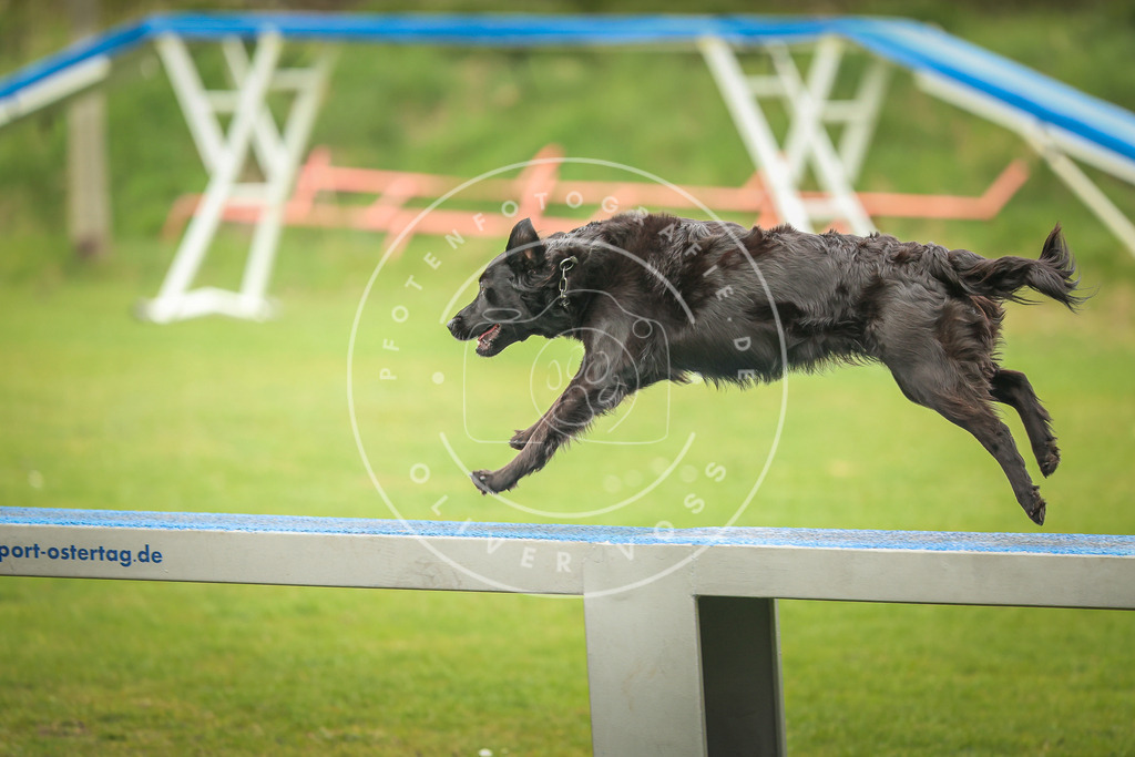 Pfotenfotografie_0L8A0006 | Hundefotografie, Tierfotograf, Pfotenfotografie, Fotoshooting Hund, Hunde Portrait, Hundesport, Hundeportraits, Heideshooting, Hunde, Sportfotograf, Hundefotograf, Turnierhundsport, THS,  - Realisiert mit Pictrs.com