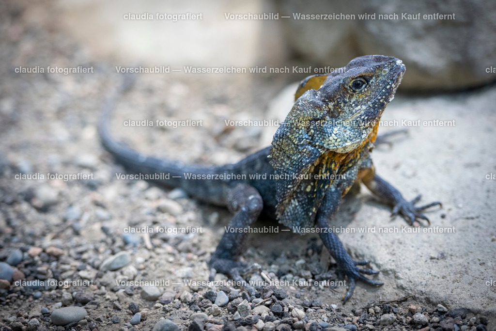 114_05.03.2022_Zoo_Michelle_Hannah_Carla_DSC_4084.jpg | 05.03.2022; Inland; Zuerich - Zoo Zuerich;
Ein Petrosaurus-thalassinus oder Blauer Felsenleguan im Zoo Zuerich
(Claudia Minder/claudia-fotografiert)
