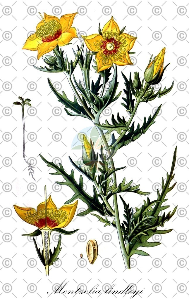 Histabb_EMP_26352_SRC_Koehler_1887_SIMPLE | Historische Abbildung von Mentzelia lindleyi - Loasaceae | Historical Illustration of Mentzelia lindleyi - Loasaceae