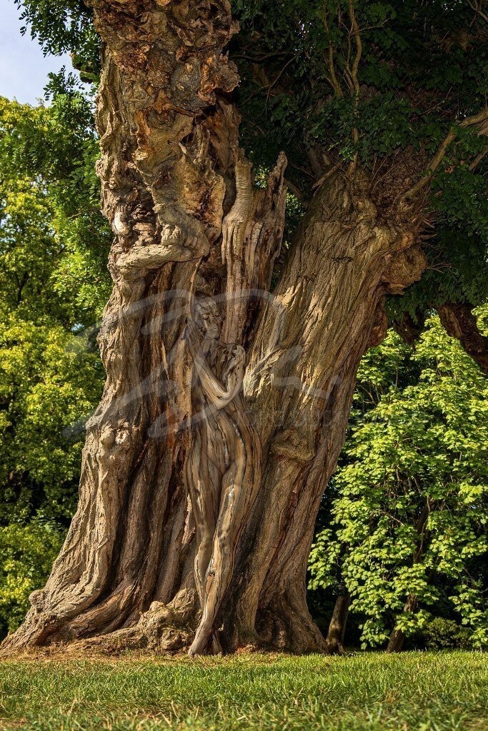 NatureArt-AKAZIE_9979b2 | Elegant verschränkt am Baum | #003 | Modell: Tatjana Heinz | Foto: Andreas P. - Realisiert mit Pictrs.com