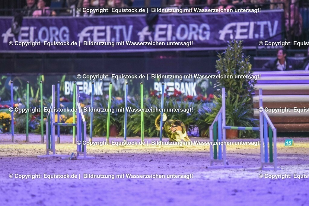 20231115_Dog-Agility_0144_TOMsPiC | Foto: Thomas Hartig