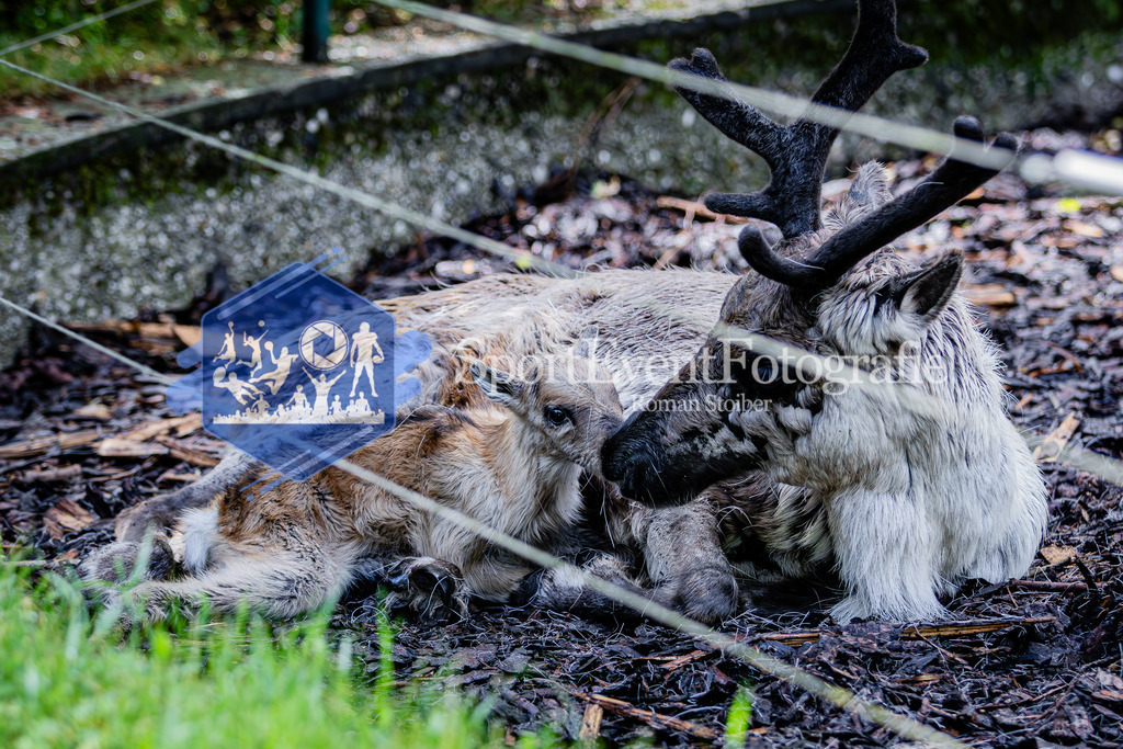 IMG_6010 | SportEventFotografie - Roman Stoiber