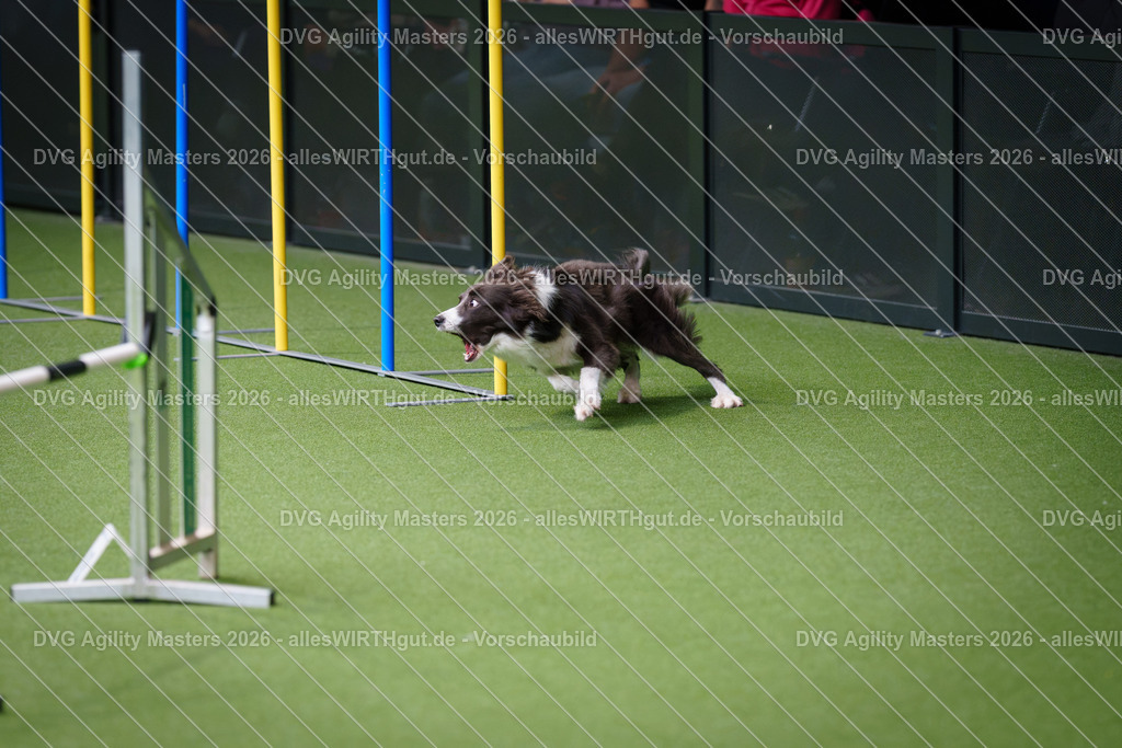 allesWIRTHgut_Tierfotografie-DVG_Agility_Masters_2026-10_47-7R504733 | Professionelle Tierfotografie in Mönchengladbach von Daniel Wirth (allesWIRTHgut). Liebevolle & natürliche Bilder von Hunden & Katzen für unvergessliche Erinnerungen.