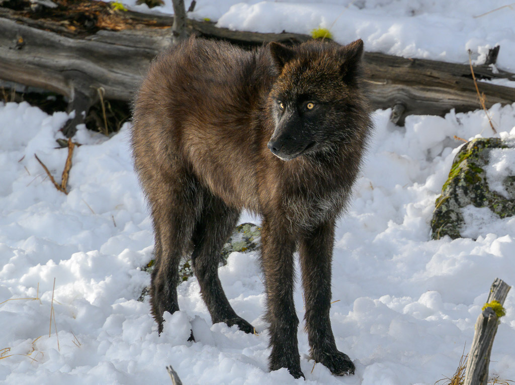 2024-295 | Dramatische Begegnung: Bison und Wölfe am Firehole River. - Realisiert mit Pictrs.com