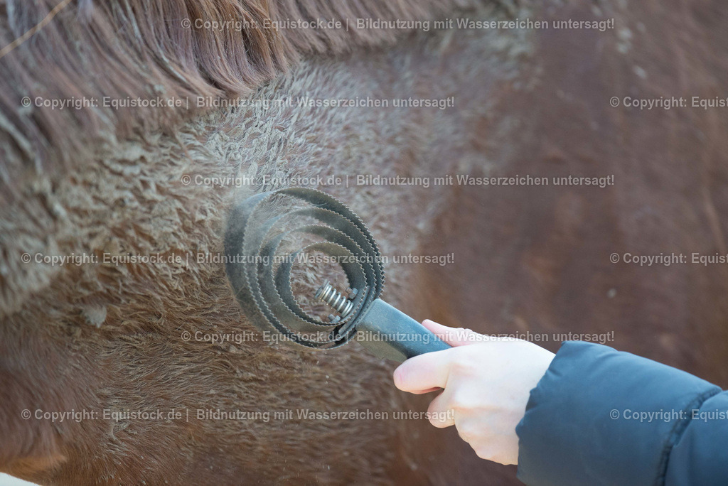 TS_20180305_Pferd_putzen_0001 | Foto: Thomas Hartig