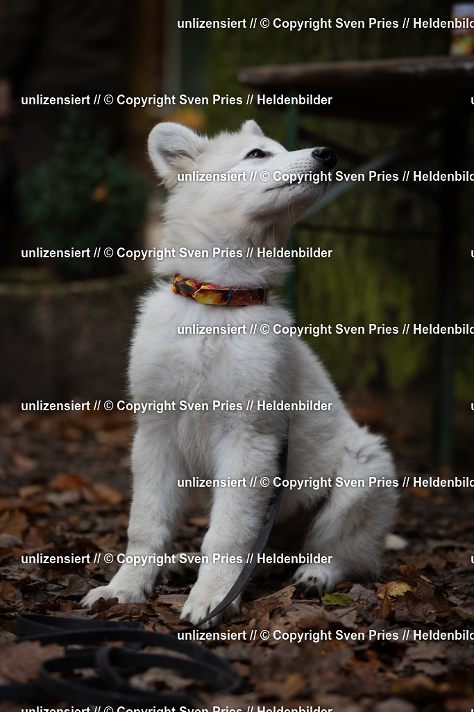 Sven Pries | 2024-10-19 - Hunderennen Ober-Grombach Schutzhunde - Realisiert mit Pictrs.com