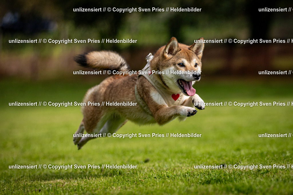 Sven Pries | 2024-09-22 - Hunderennen Baden-BadenPudelverein - Realisiert mit Pictrs.com