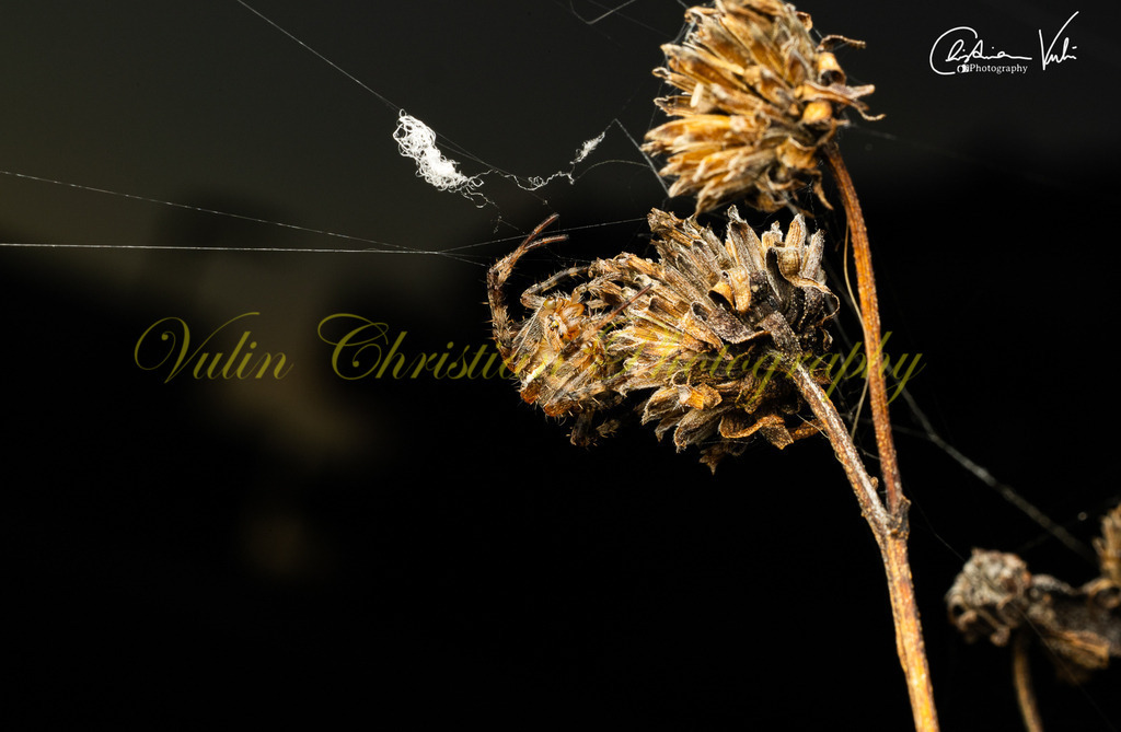 MN 4 | Christian Vulin  - Realisiert mit Pictrs.com