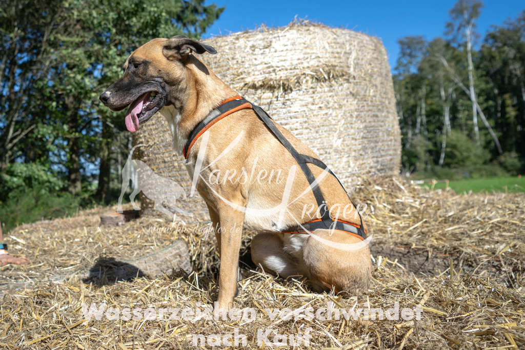 1233_ZZ91524-2 | kk-dogfotos
