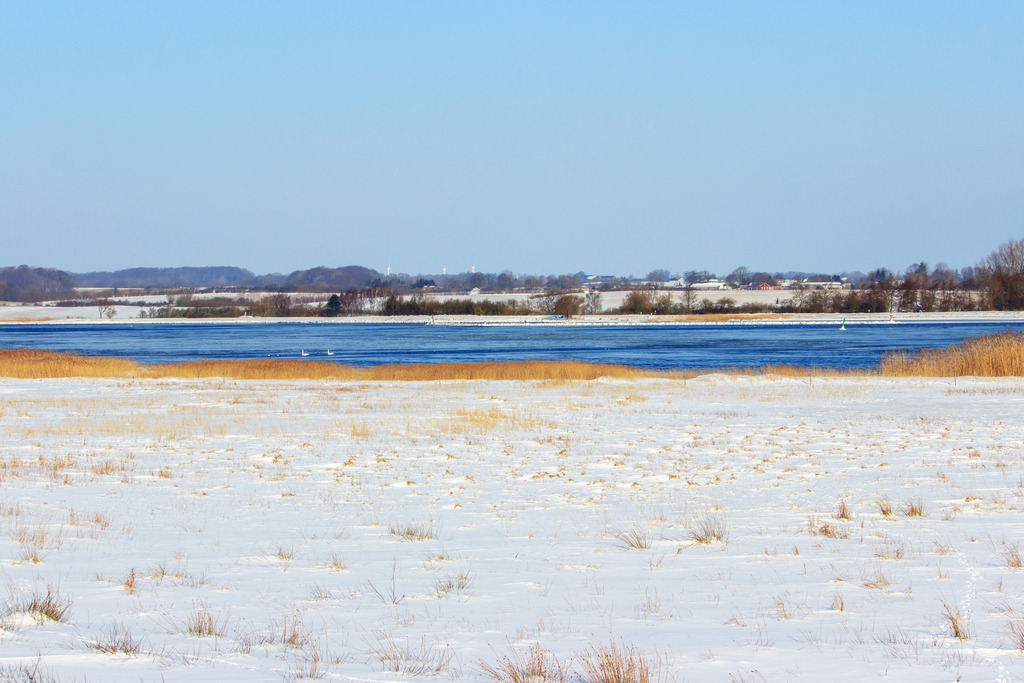 Wandbild: Schöner Wintertag in Winnemark an der Schlei | Dieses Wandbild im Querformat zeigt einen Wintertag in Winnemark an der Schlei. Im vorderen Bereich befindet sich ein verschneites Feld. Einige rötliche Gräser ragen aus dem Schnee. In der Ferne ist die Schlei zu sehen. Der blaue Himmel ist wolkenlos. - Realisiert mit Pictrs.com