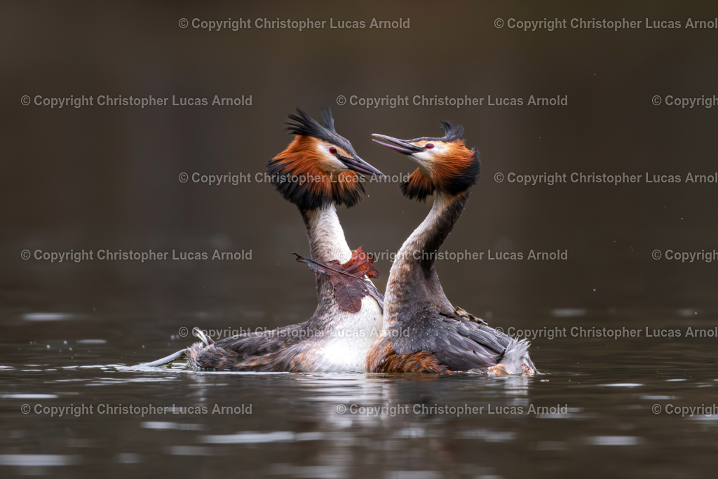 Haubentaucher-Pärchen | bildkomponist - Realisiert mit Pictrs.com