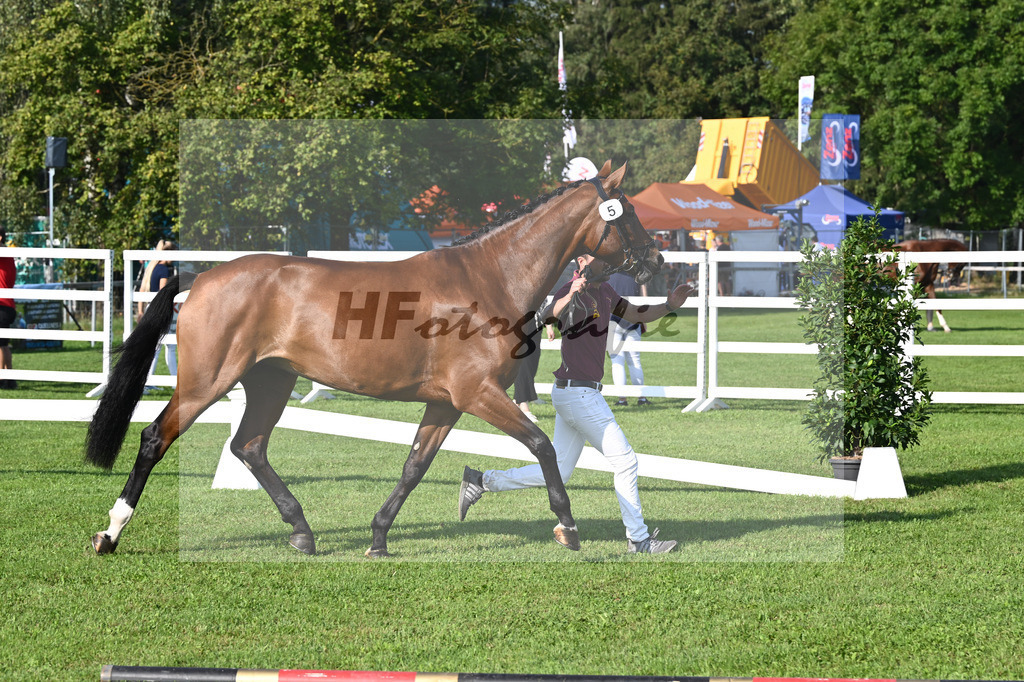 Kat-Nr. 5 nn v. Belissimo M_Krempler_34240041 | hf-fotografie - Realisiert mit Pictrs.com