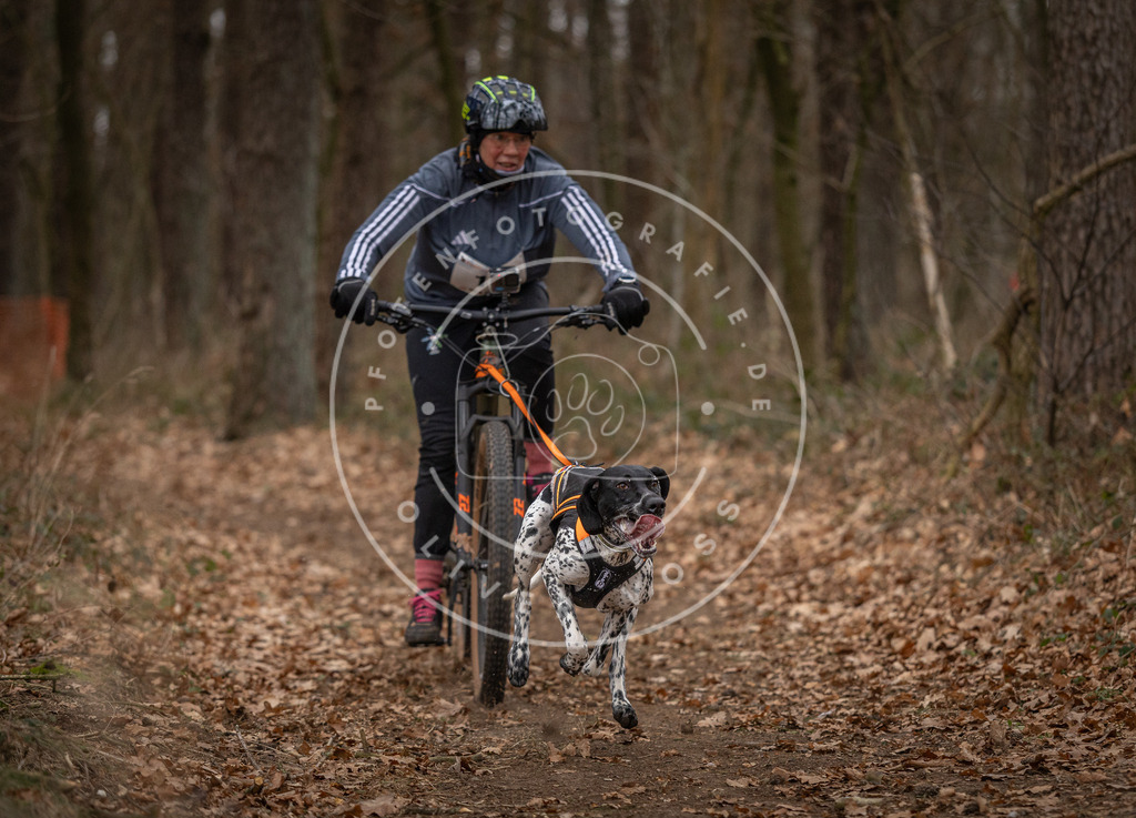 Pfotenfotografie_DV3A7020 | Hundefotografie, Tierfotograf, Pfotenfotografie, Fotoshooting Hund, Hunde Portrait, Hundesport, Hundeportraits, Heideshooting, Hunde, Sportfotograf, Hundefotograf, Turnierhundsport, THS,  - Realisiert mit Pictrs.com