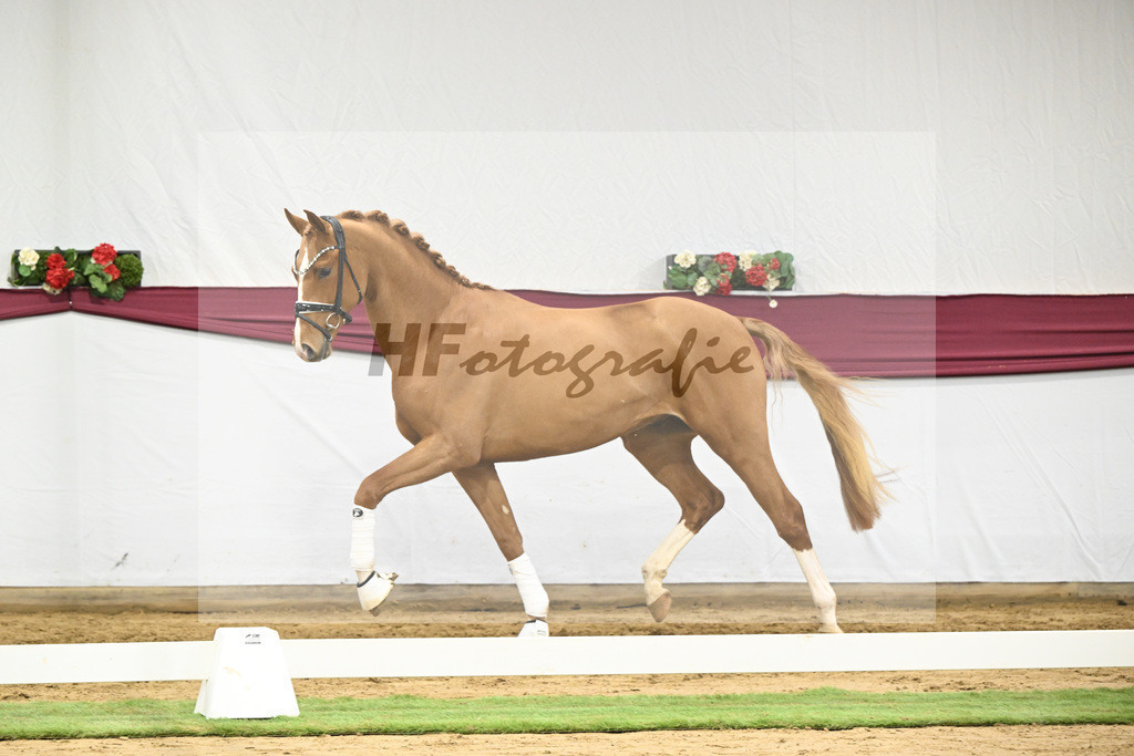 Kat-Nr. 57 Fanegro x Lord Loxley_Mathieu Beckmann_47252134 | hf-fotografie - Realisiert mit Pictrs.com