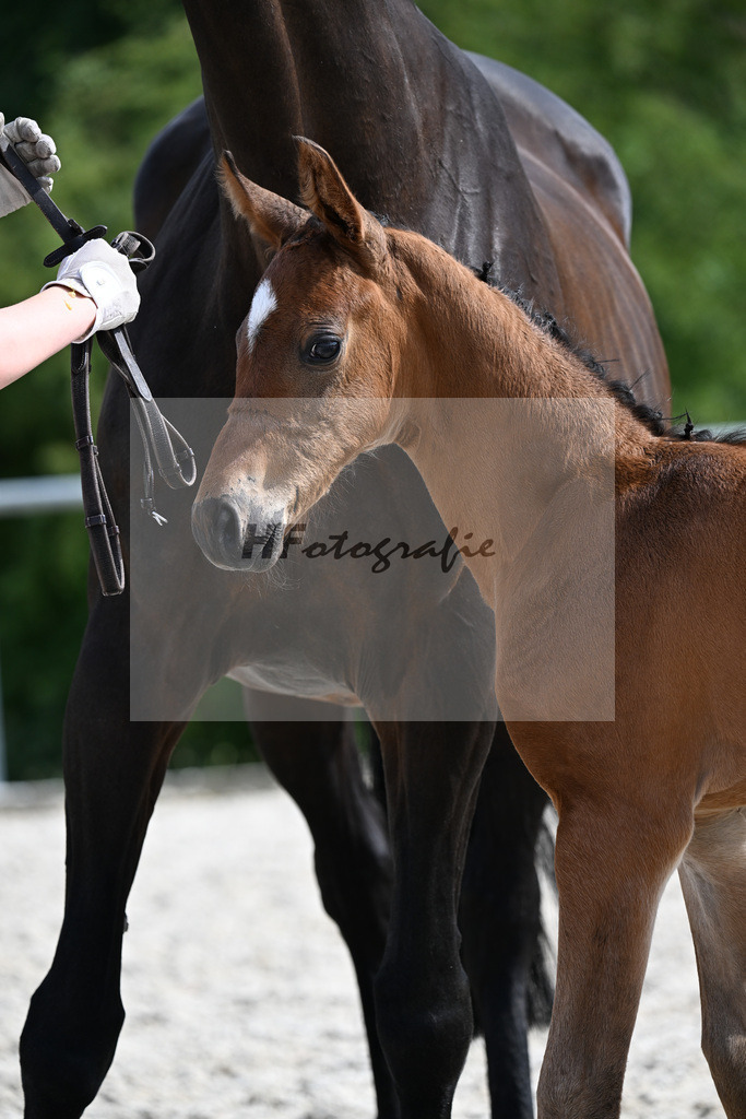 Kat-Nr. 10 Verdi x Diarado_HF_Regele_17250775 | hf-fotografie - Realisiert mit Pictrs.com
