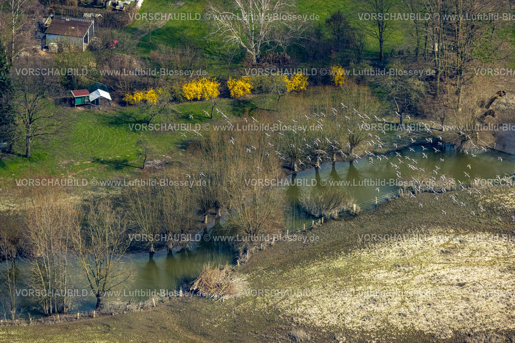 Lippetal240306948Lippborg | Luftbild, Gruppe von Gänsen beim Flug am Fluss Lippe, Lippborg, Lippetal, Nordrhein-Westfalen, Deutschland